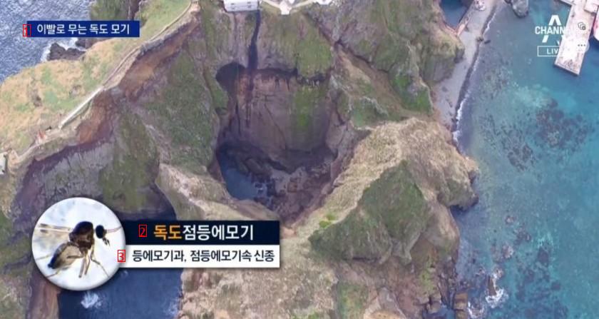 Teeth-Biting Mosquitoes Found on Dokdo