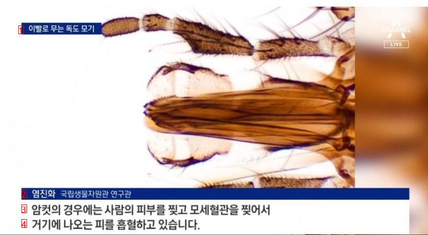 Teeth-Biting Mosquitoes Found on Dokdo