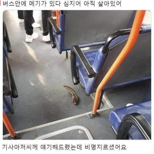 a bus driver's screeching lost object