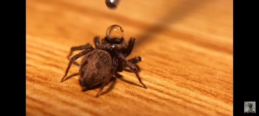 Spider YouTuber who killed the spider ridiculously