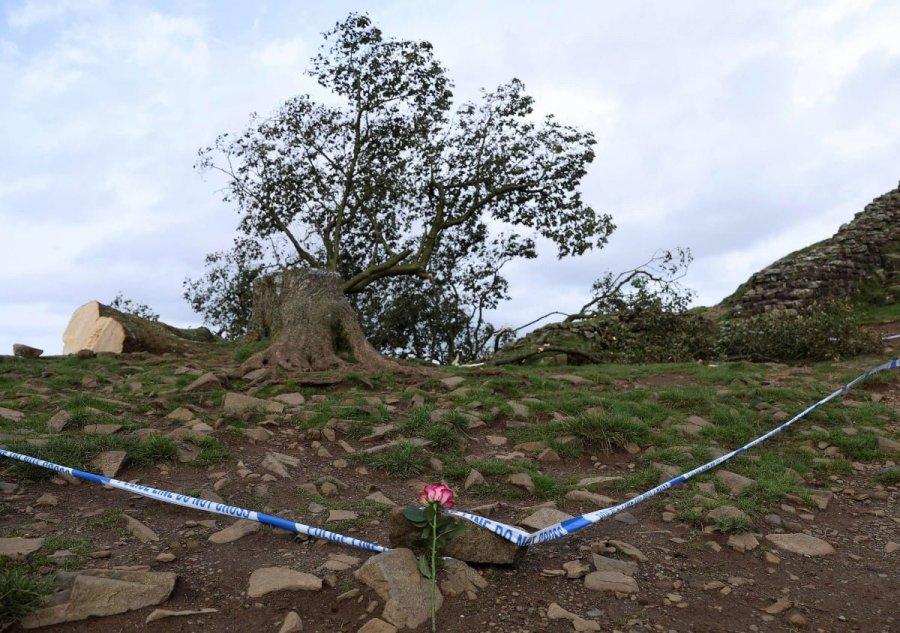 The decapitation of a tree in the UK is currently going crazy