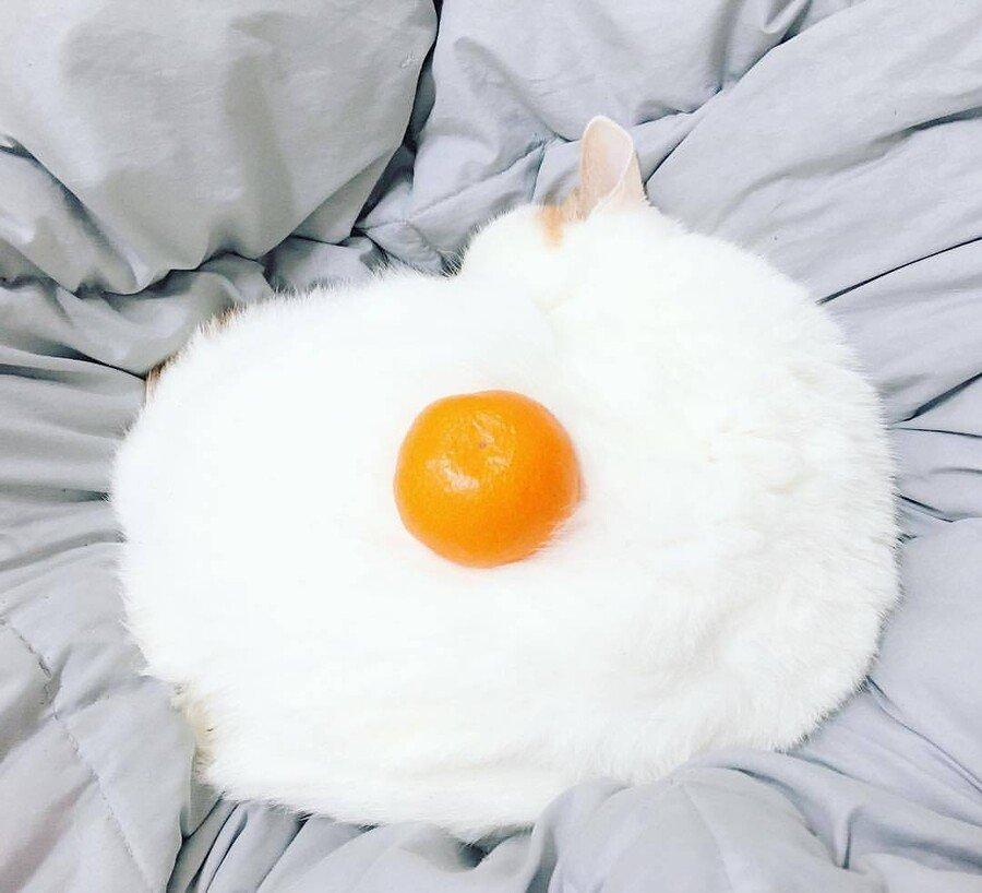 Someone else's cat's lethal move. Fried eggs.jpg