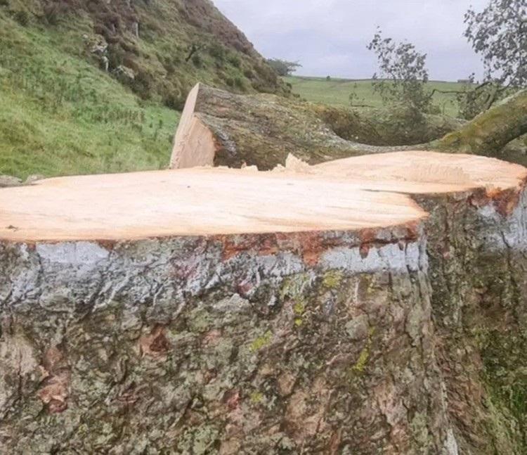 British Tree Upended After Photo Revealed