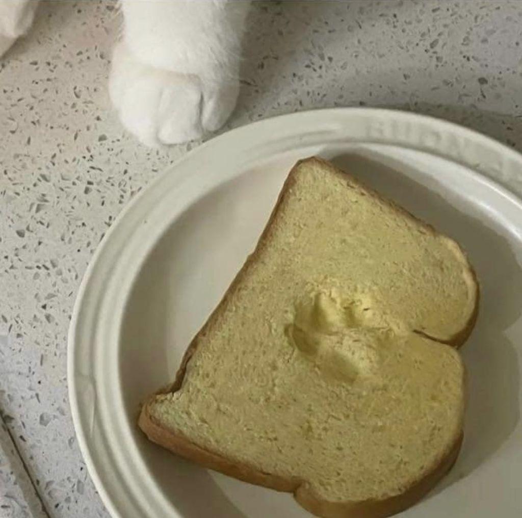 a cat who steps on bread and is triumphant