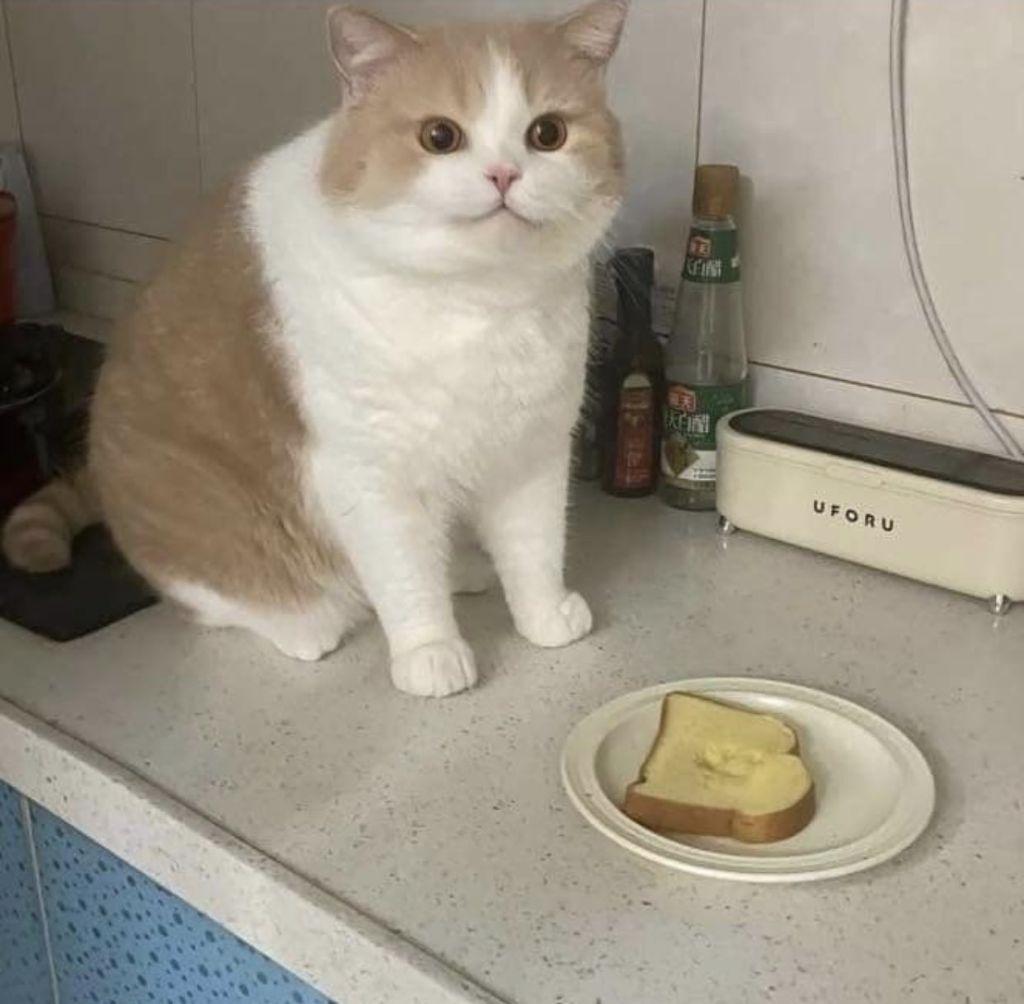 a cat who steps on bread and is triumphant