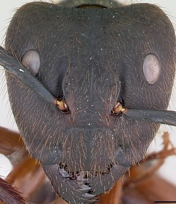 an anaerobic ant front zoomed-in