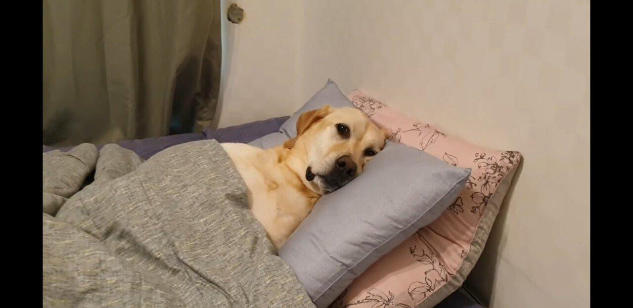 A puppy lying down and seeing off the owner