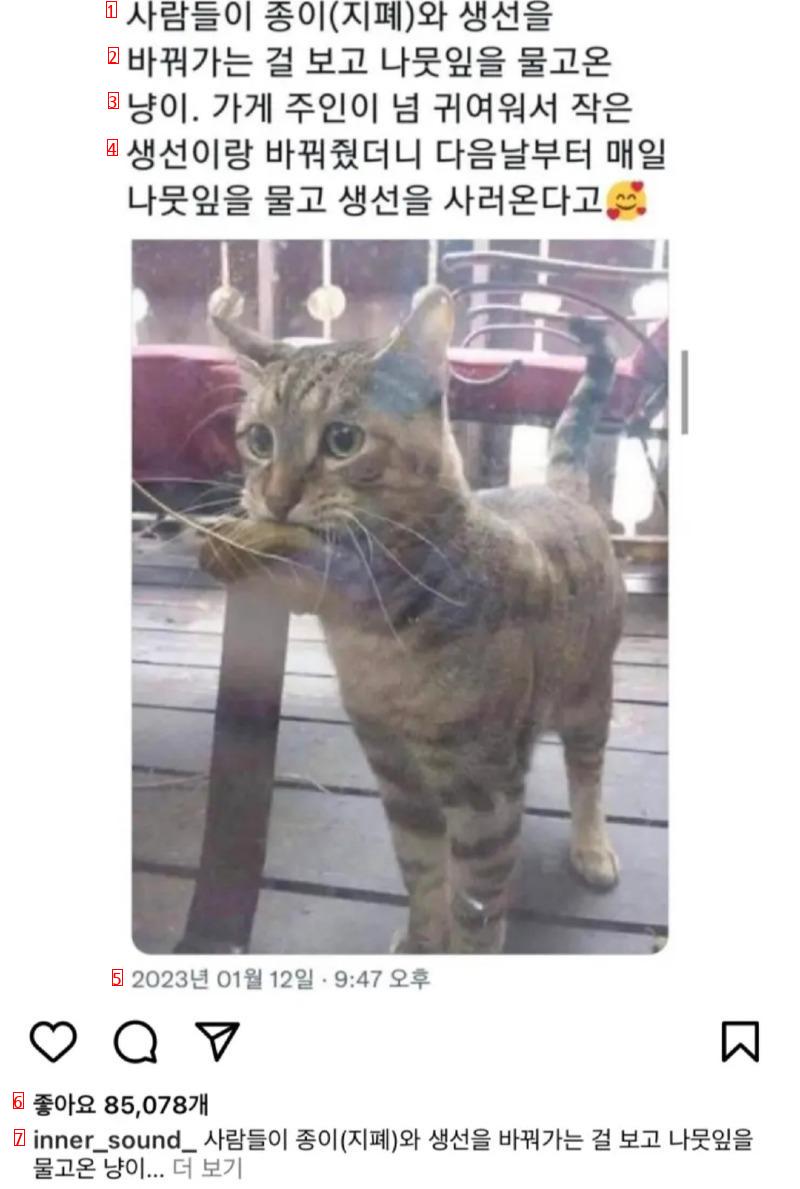 A cat that comes every day to buy fish