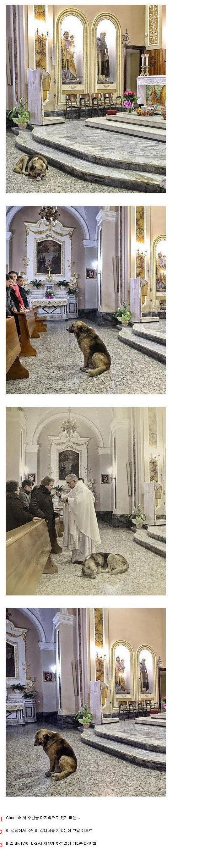 Why a puppy comes to the cathedral every day.jpg