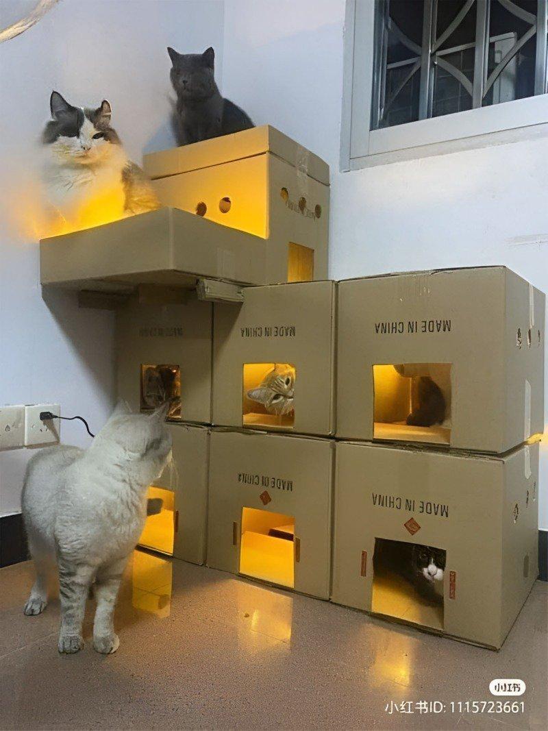 a cat apartment