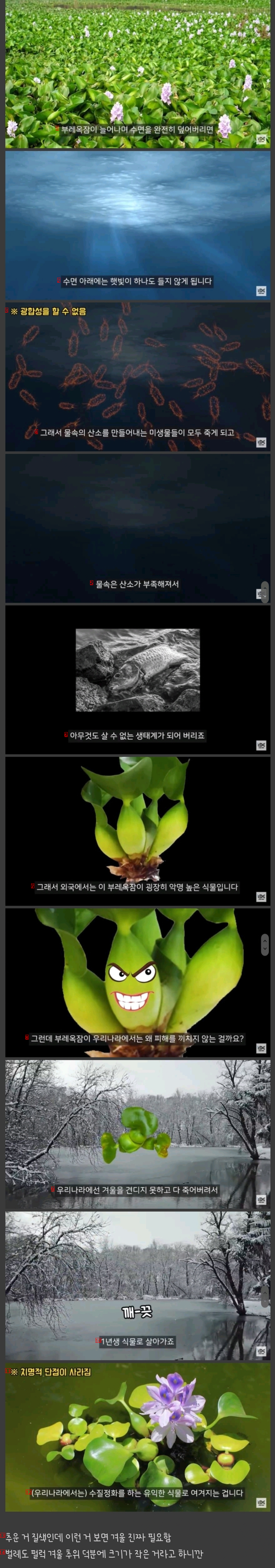 Weeds that are recognizable in Korea