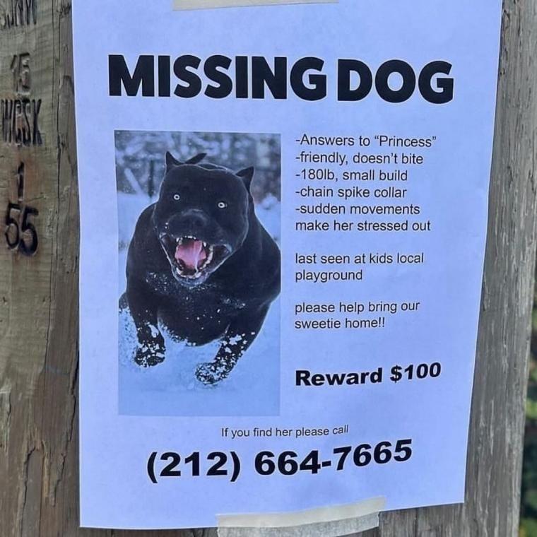I'm looking for a dog that hits the bone. A flyer