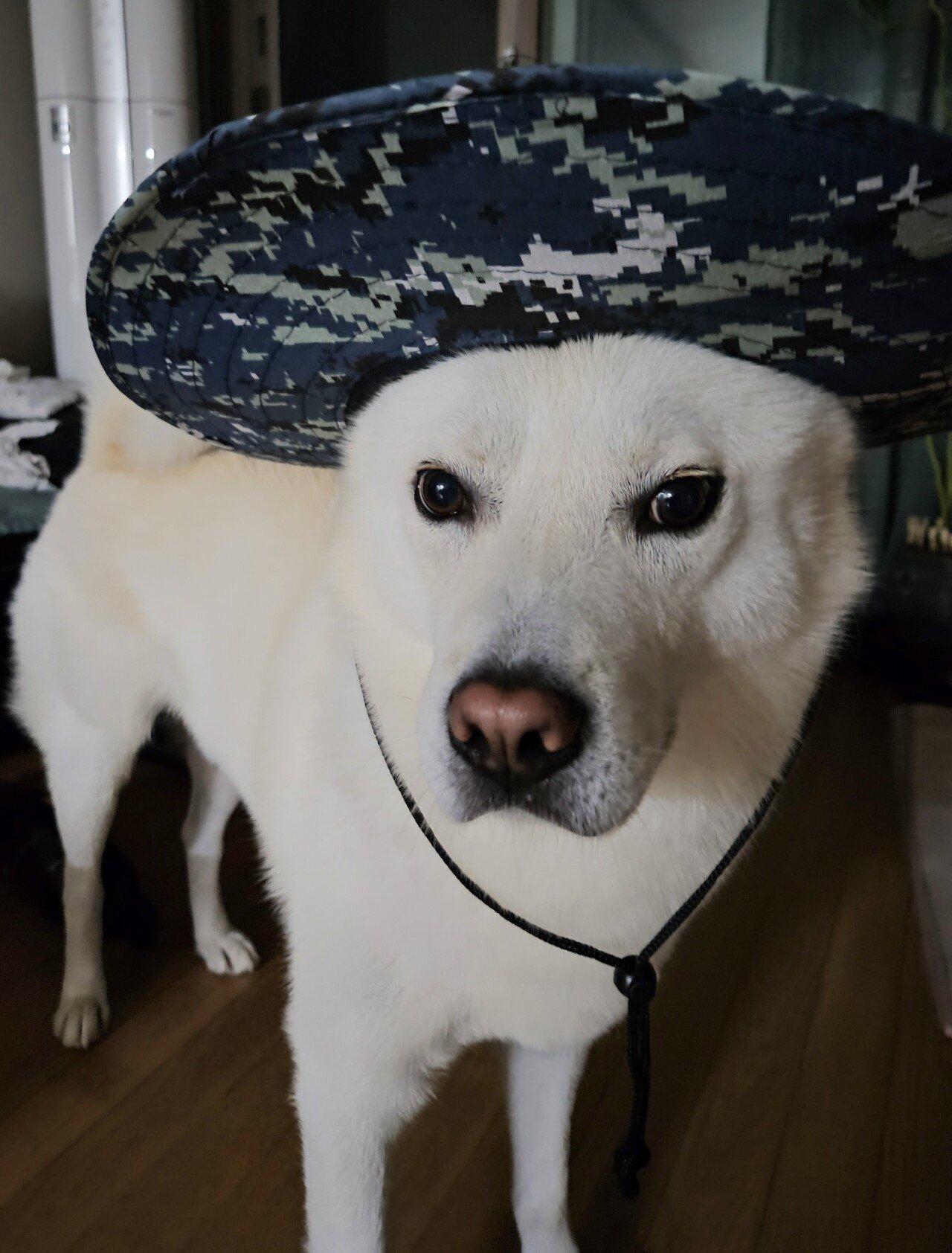 Champs Lee Kang-in is playing with a dog while waiting for the game