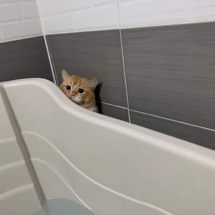 a cat that doesn't want to take a bath