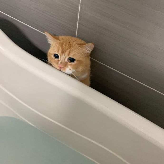 a cat that doesn't want to take a bath