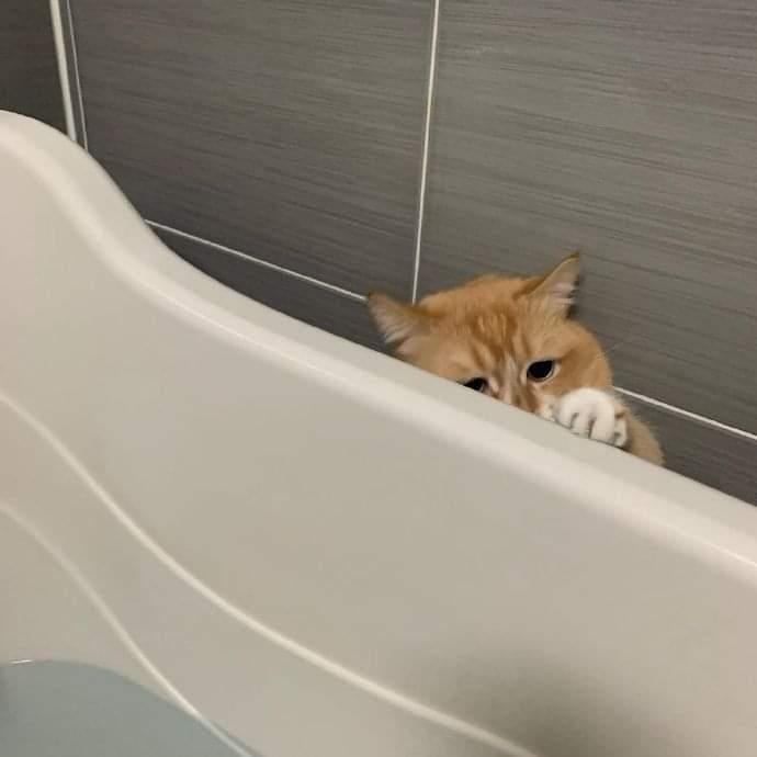 a cat that doesn't want to take a bath