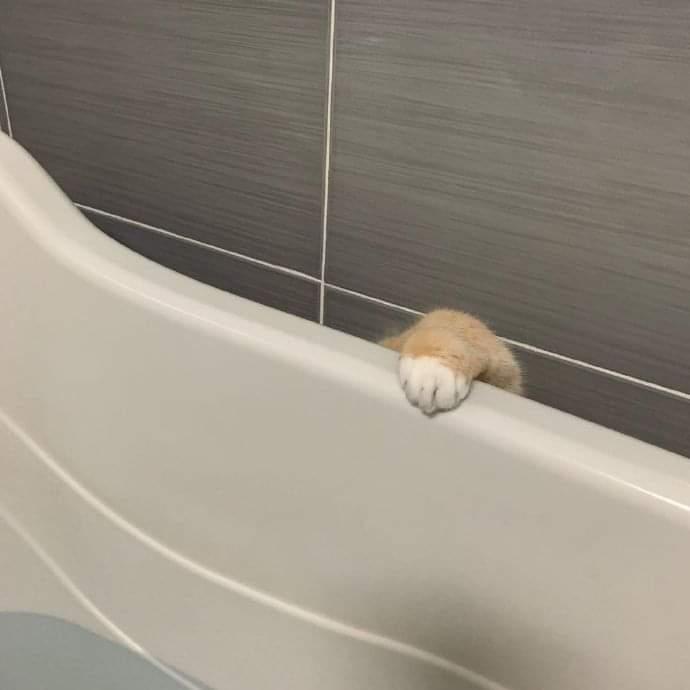 a cat that doesn't want to take a bath