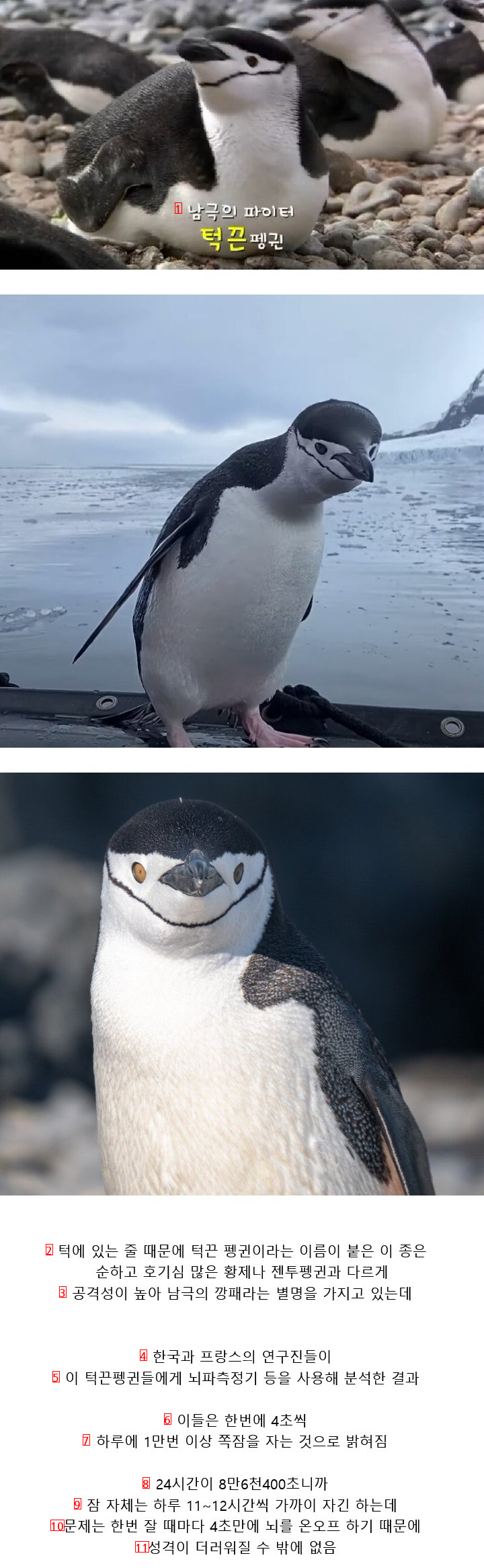 The secret of the tuck-strap penguin whose nickname is the Antarctic gangster