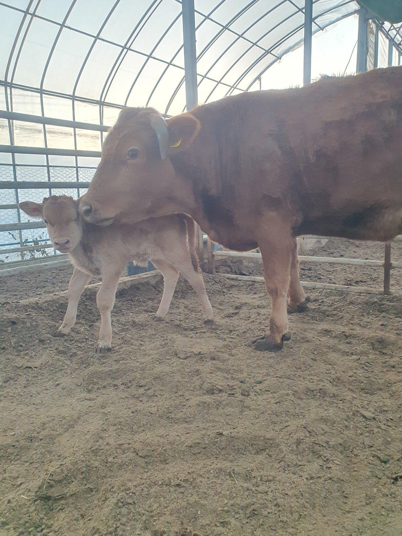 Three consecutive male calves observed