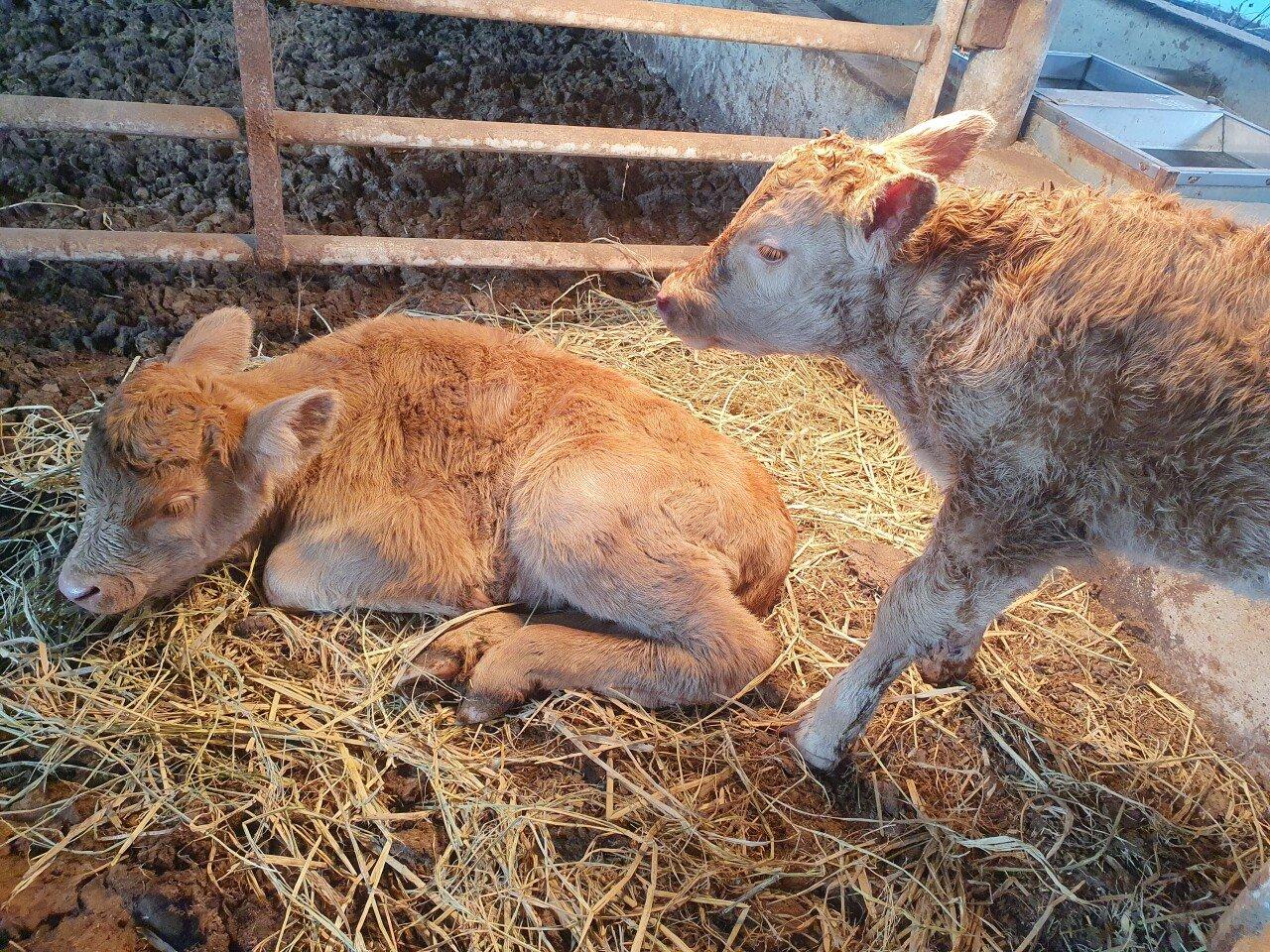 Three consecutive male calves observed