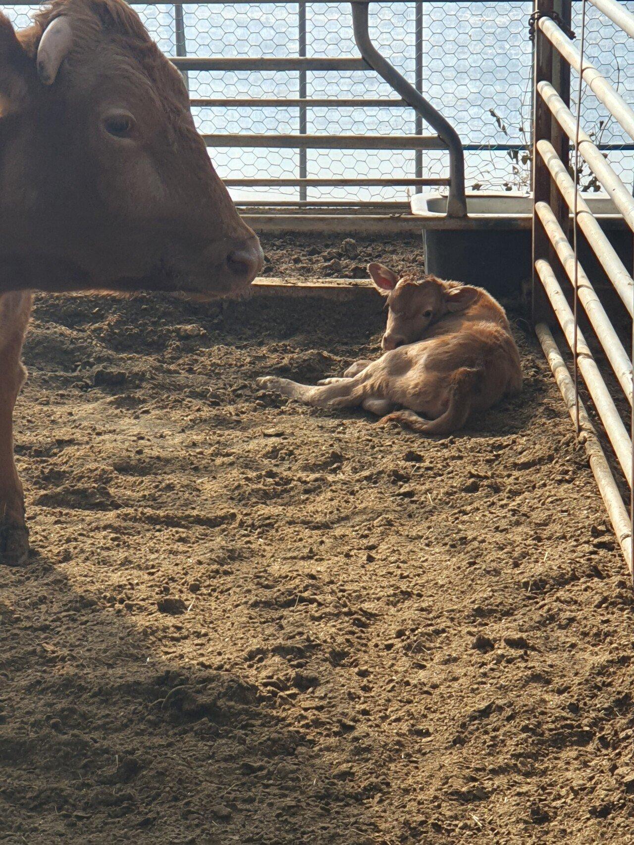 Three consecutive male calves observed