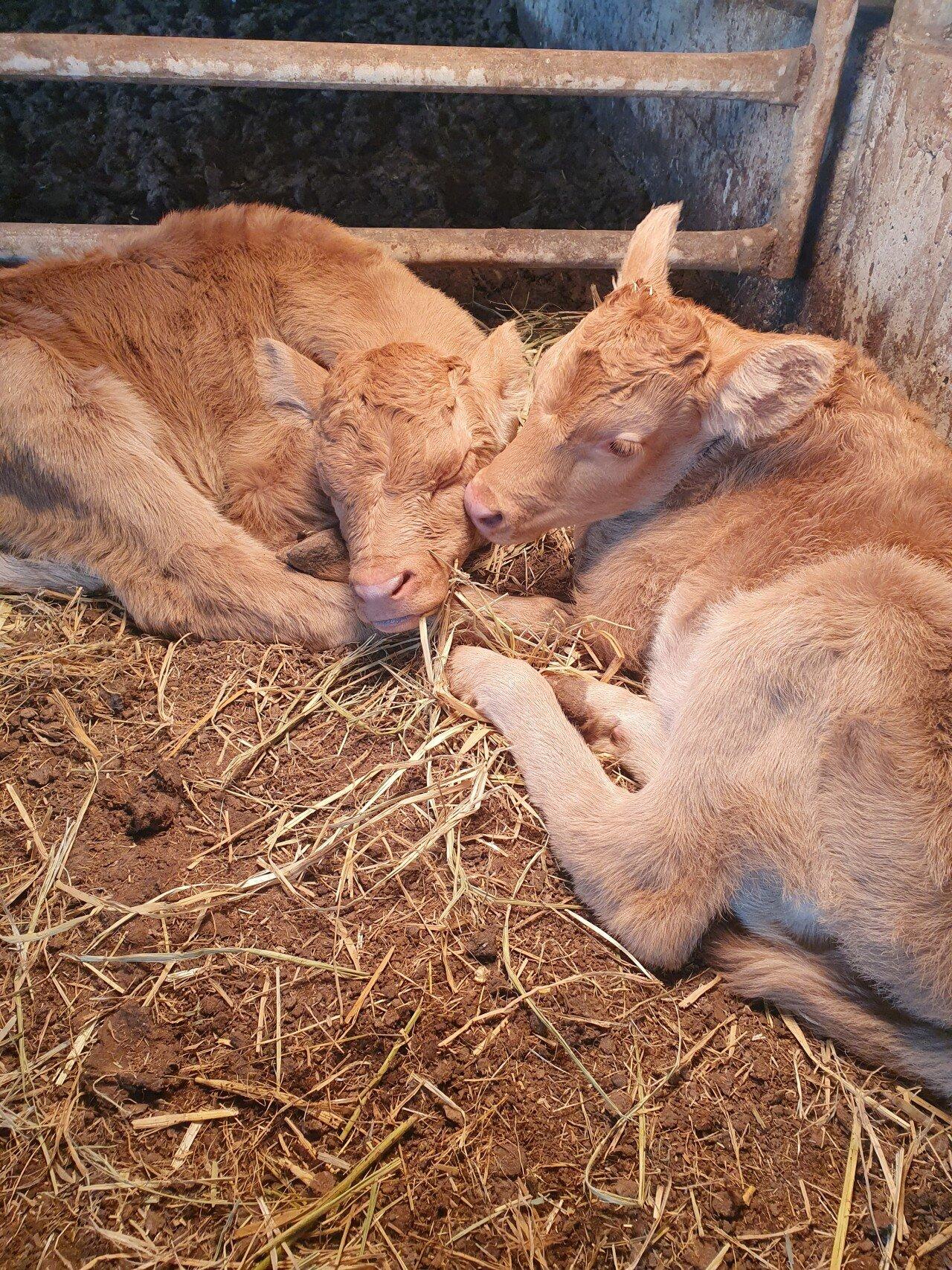 Three consecutive male calves observed