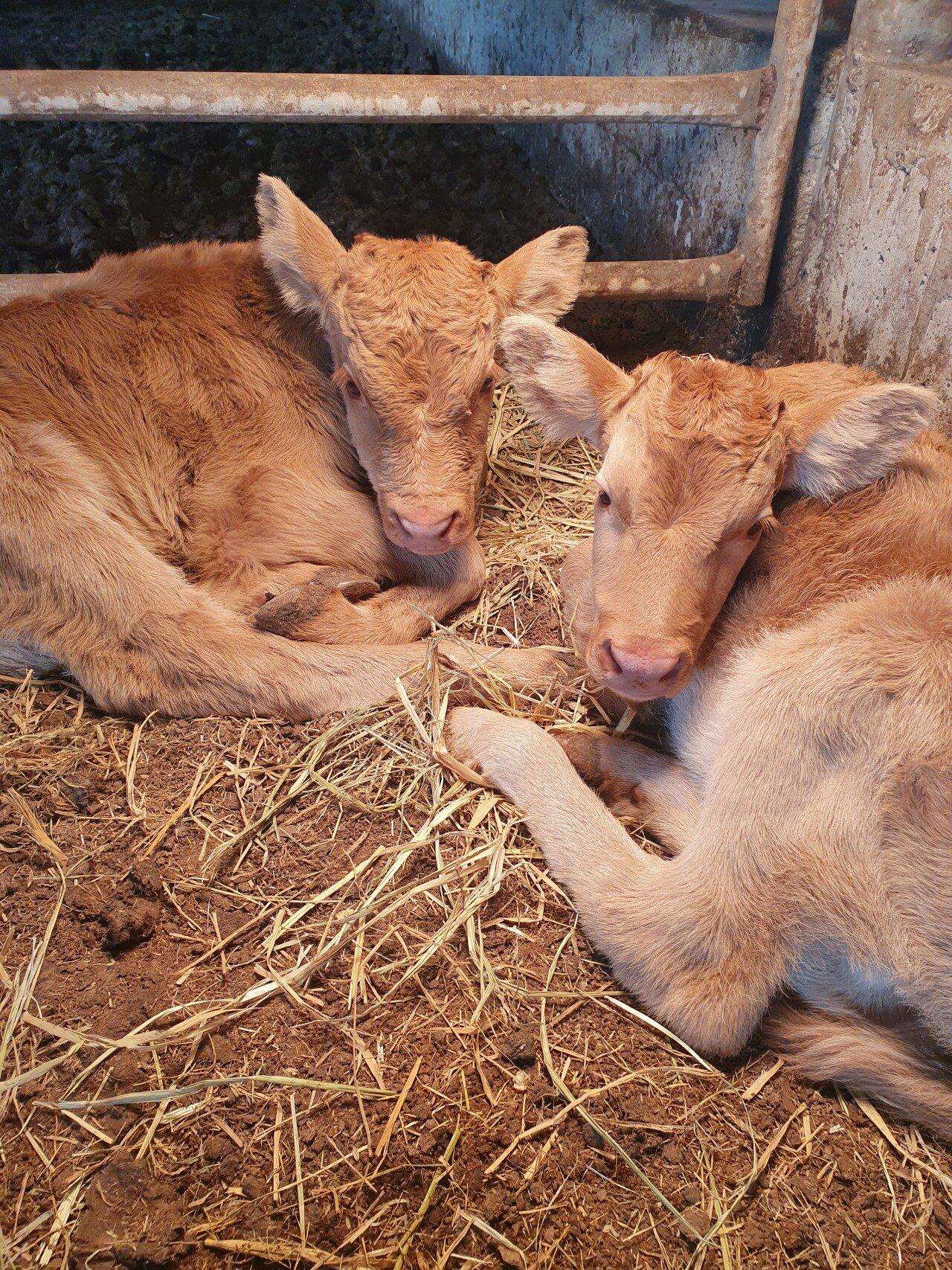 Three consecutive male calves observed