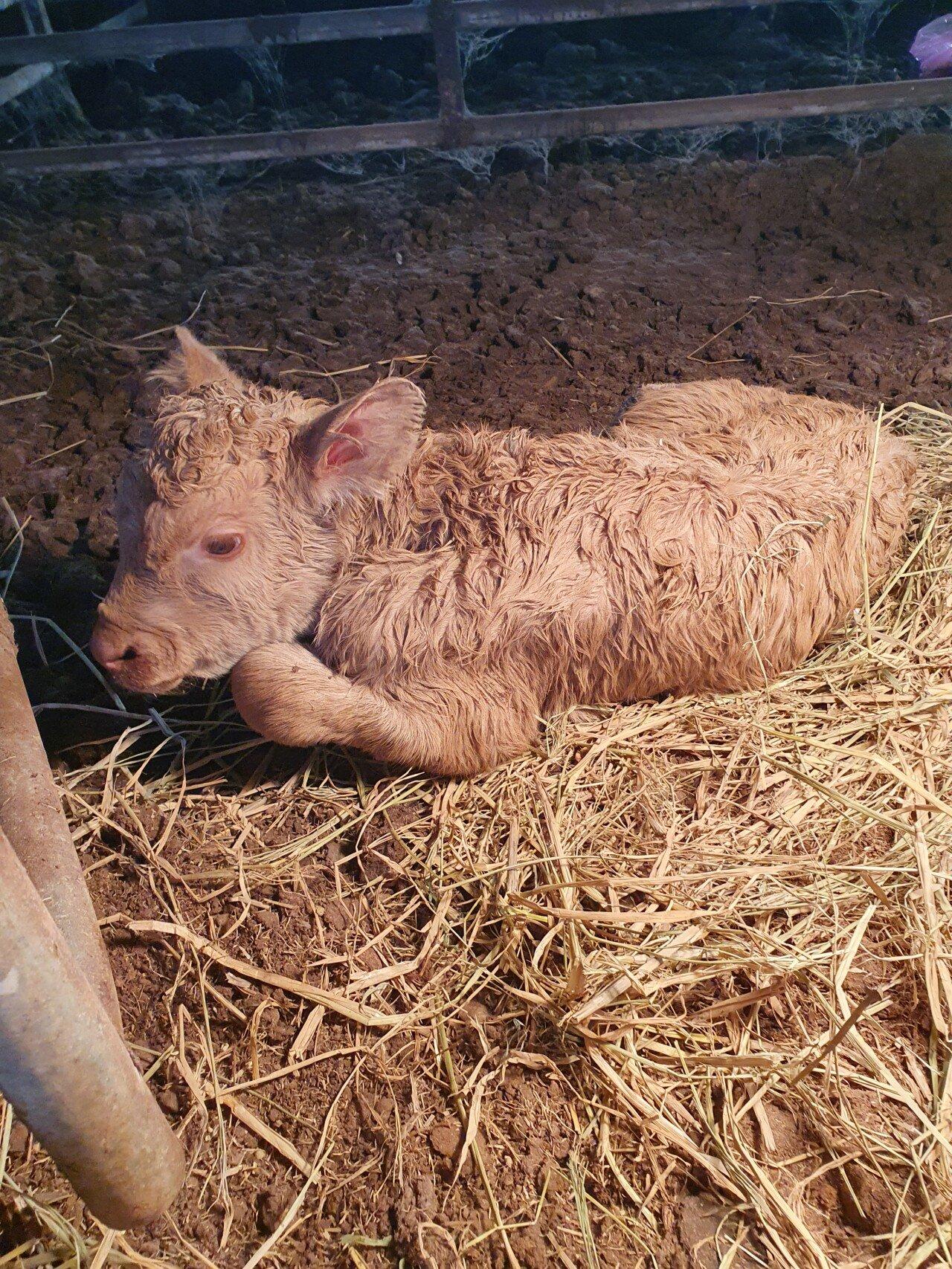 Three consecutive male calves observed