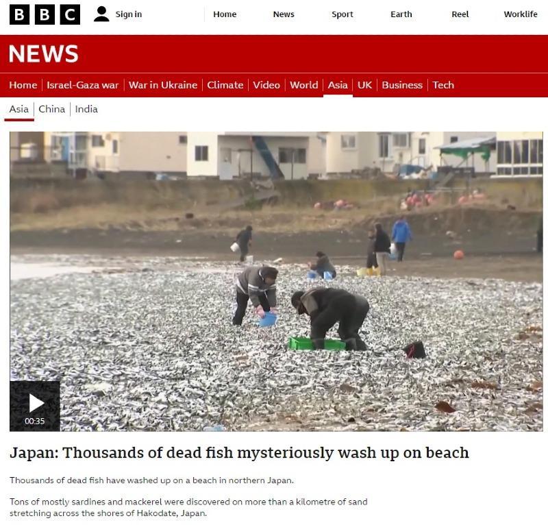 News Fish Cadaver Covered in Hokkaido Beach, Japan