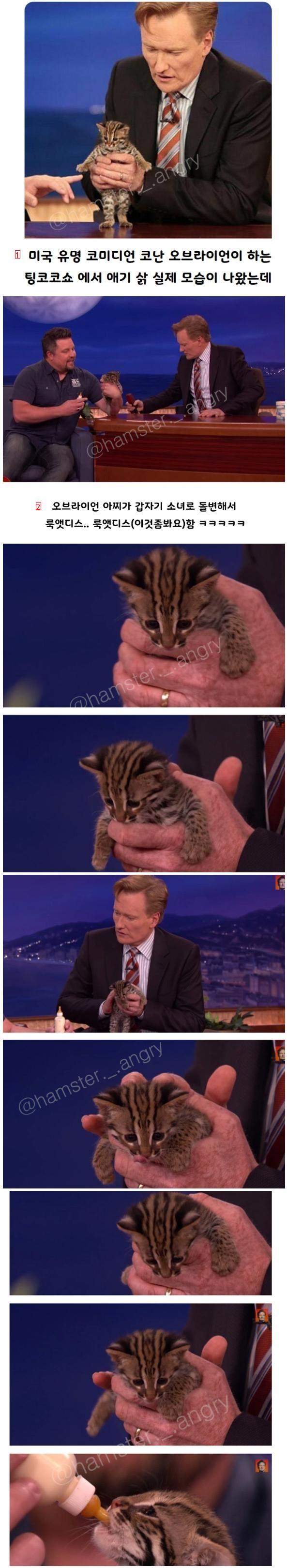 A cute baby wildcat