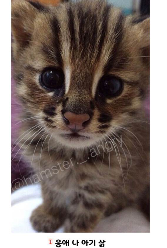 A cute baby wildcat