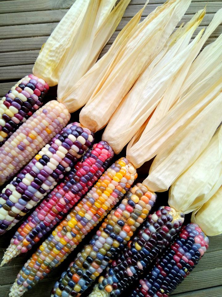 glass jewel corn