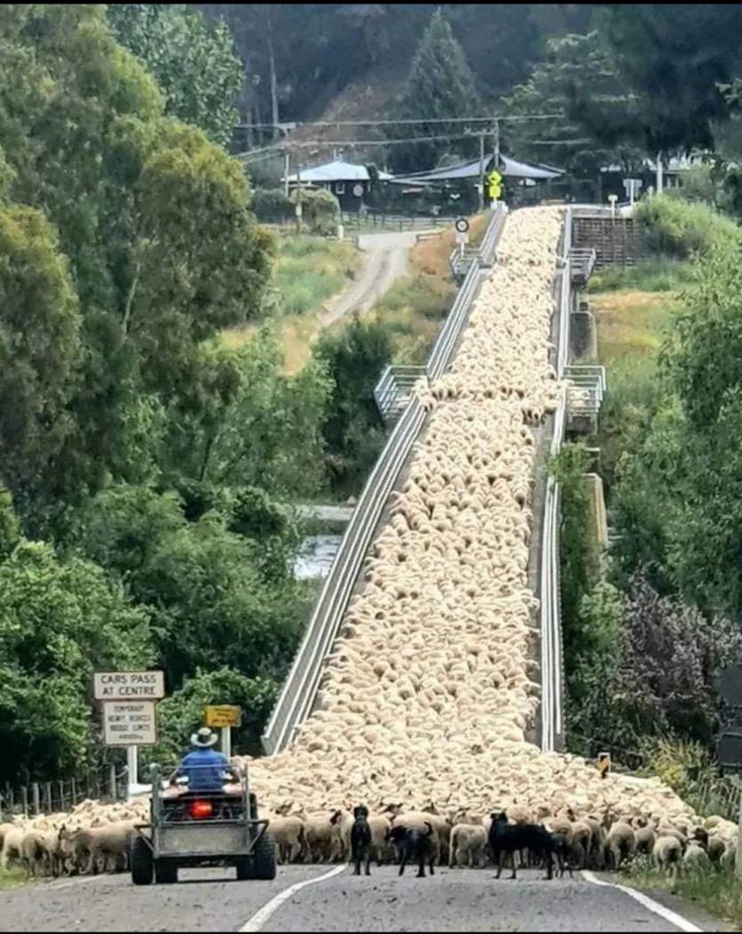 a common traffic jam in New Zealand