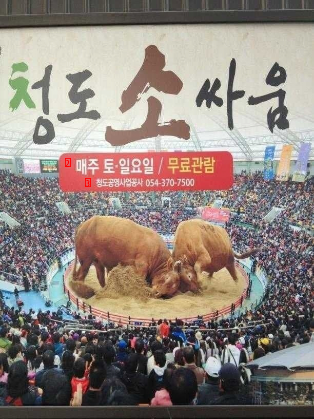 The size of a cow that Seoul villagers don't know