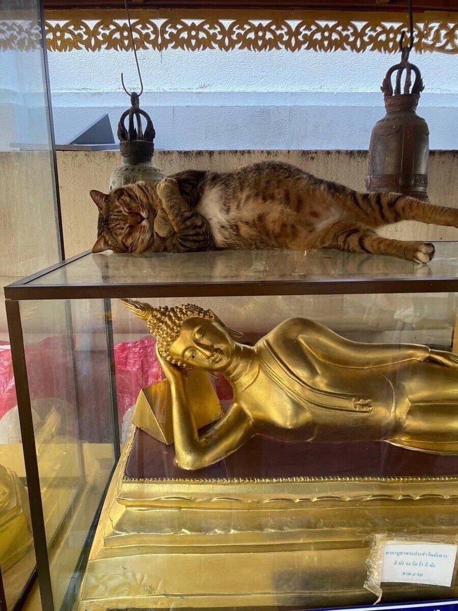 Buddha's cat