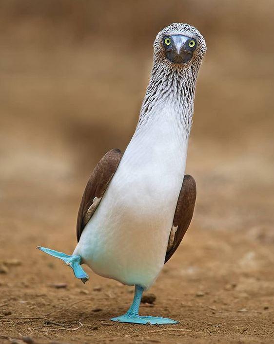 Blue-footed bird Sula nebouxii