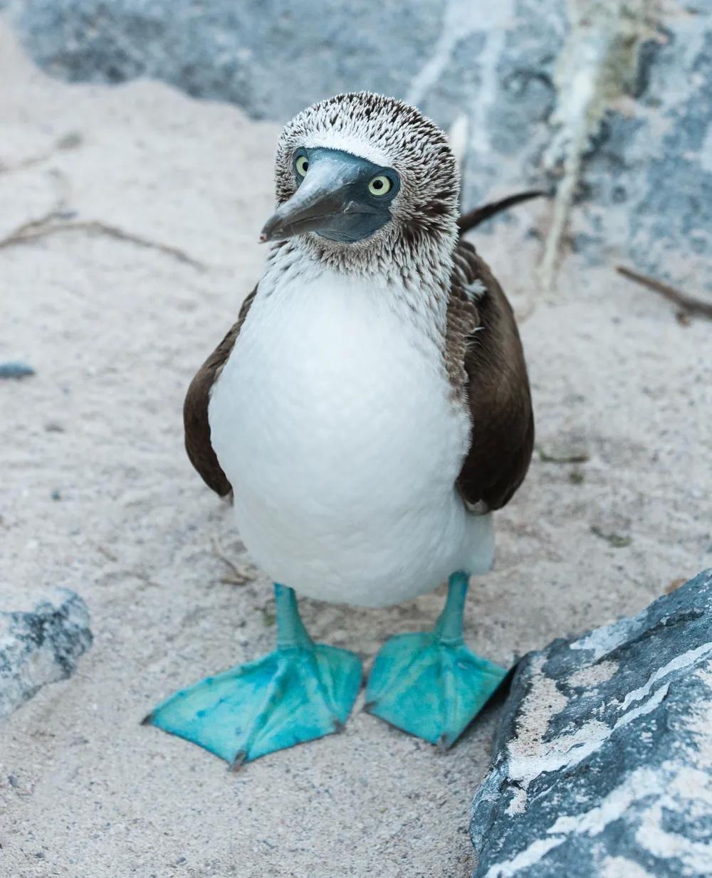 Blue-footed bird Sula nebouxii