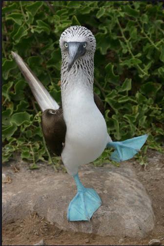 Blue-footed bird Sula nebouxii