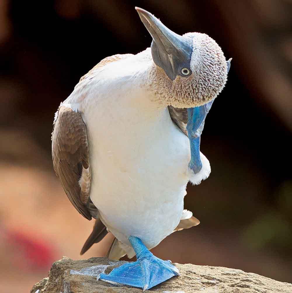 Blue-footed bird Sula nebouxii