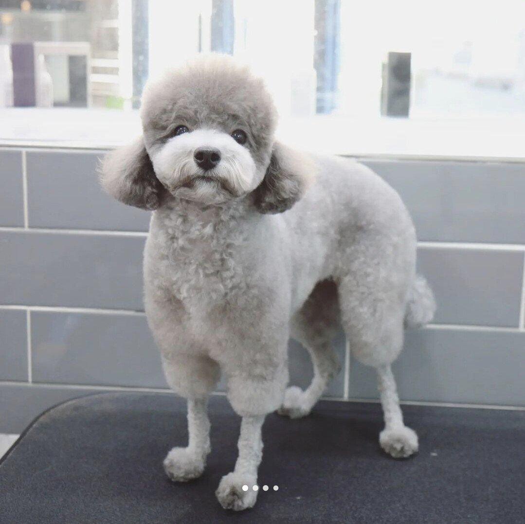 Poodle beauty is said to be popular among dog owners