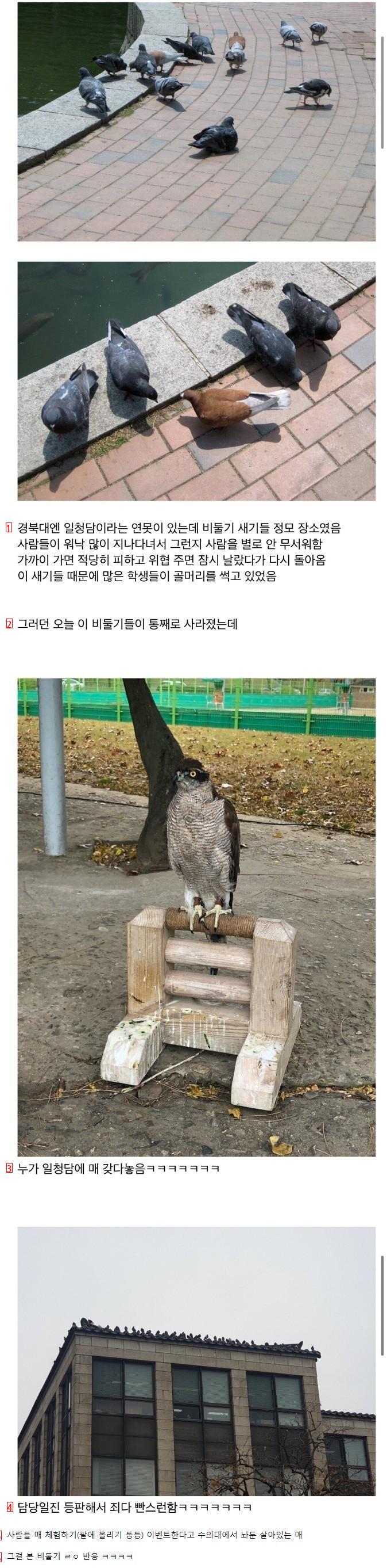 Pigeon reaction after seeing a real live falcon