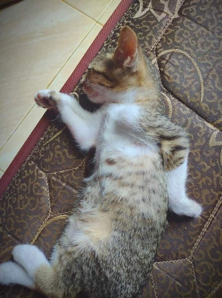 a cat that sleeps very Egyptianly