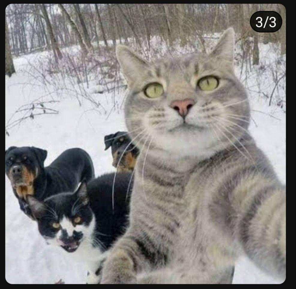 A cat selfie
