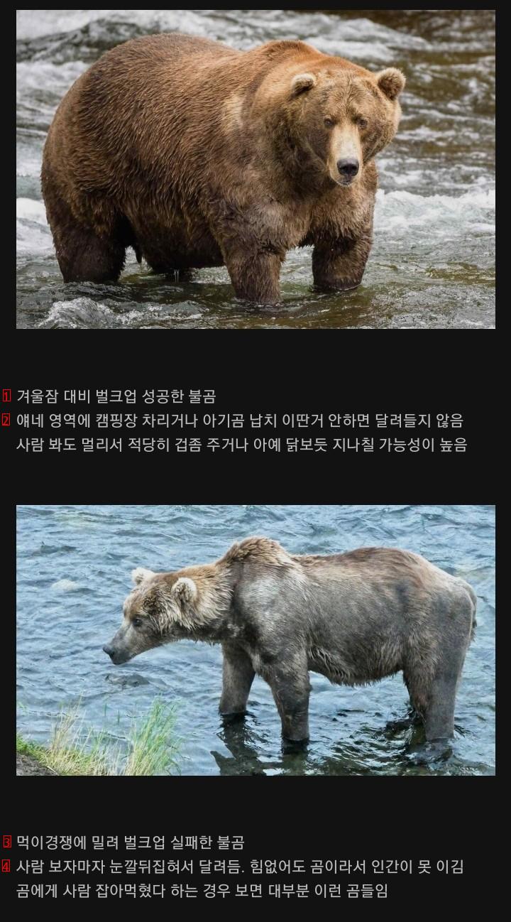 A bear that is more dangerous