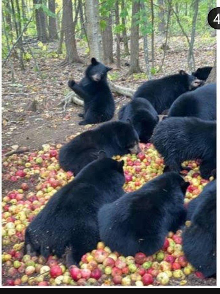 Bears at an apple party