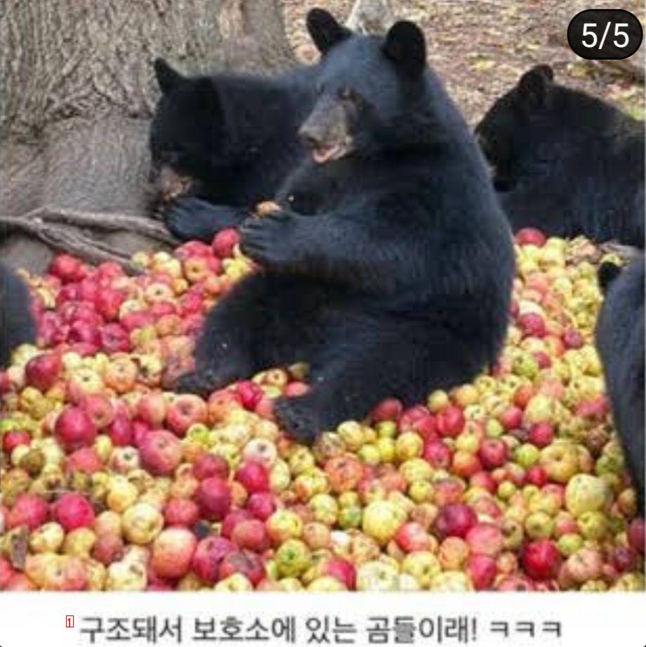 Bears at an apple party