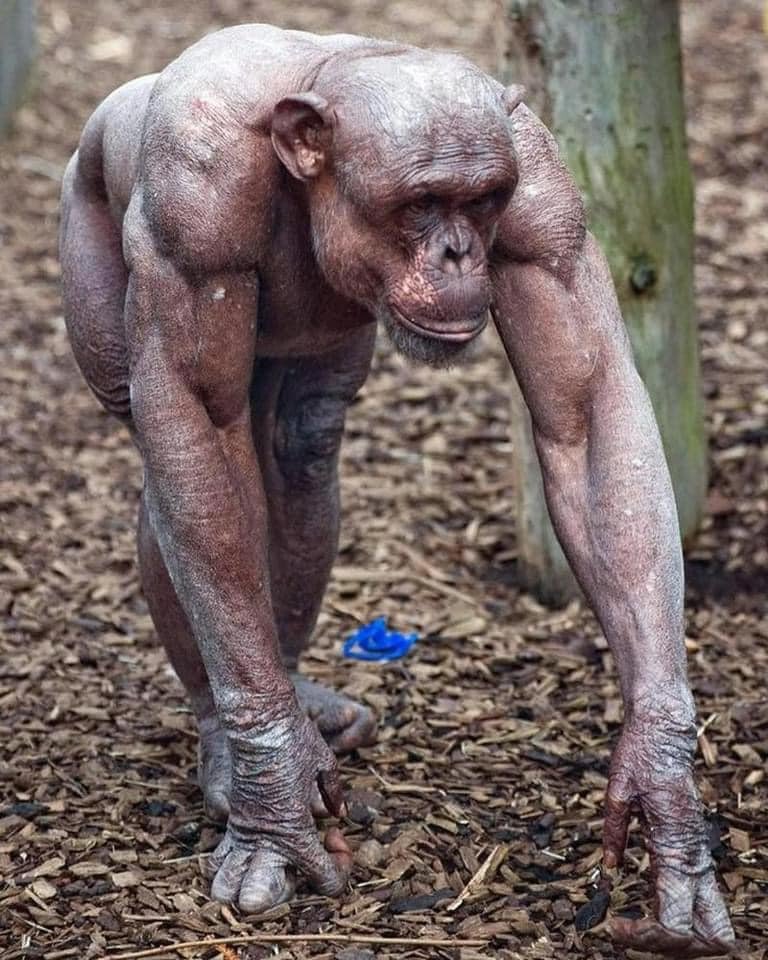 chimpanzee muscles