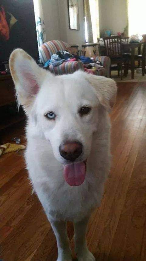 Husky and retriever pup