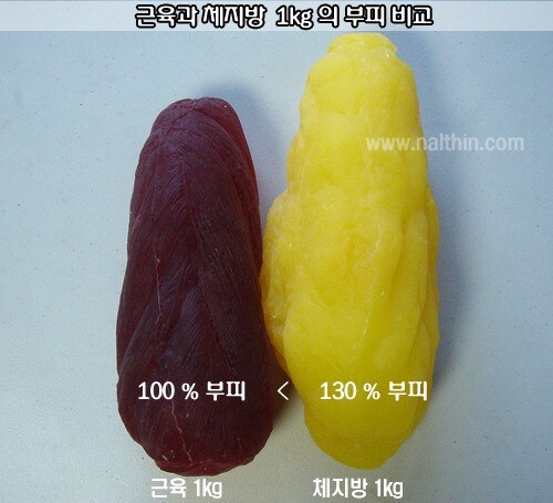 Difference between fat and muscle volume