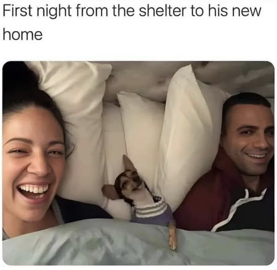 A dog's first night out of the shelter.jpg